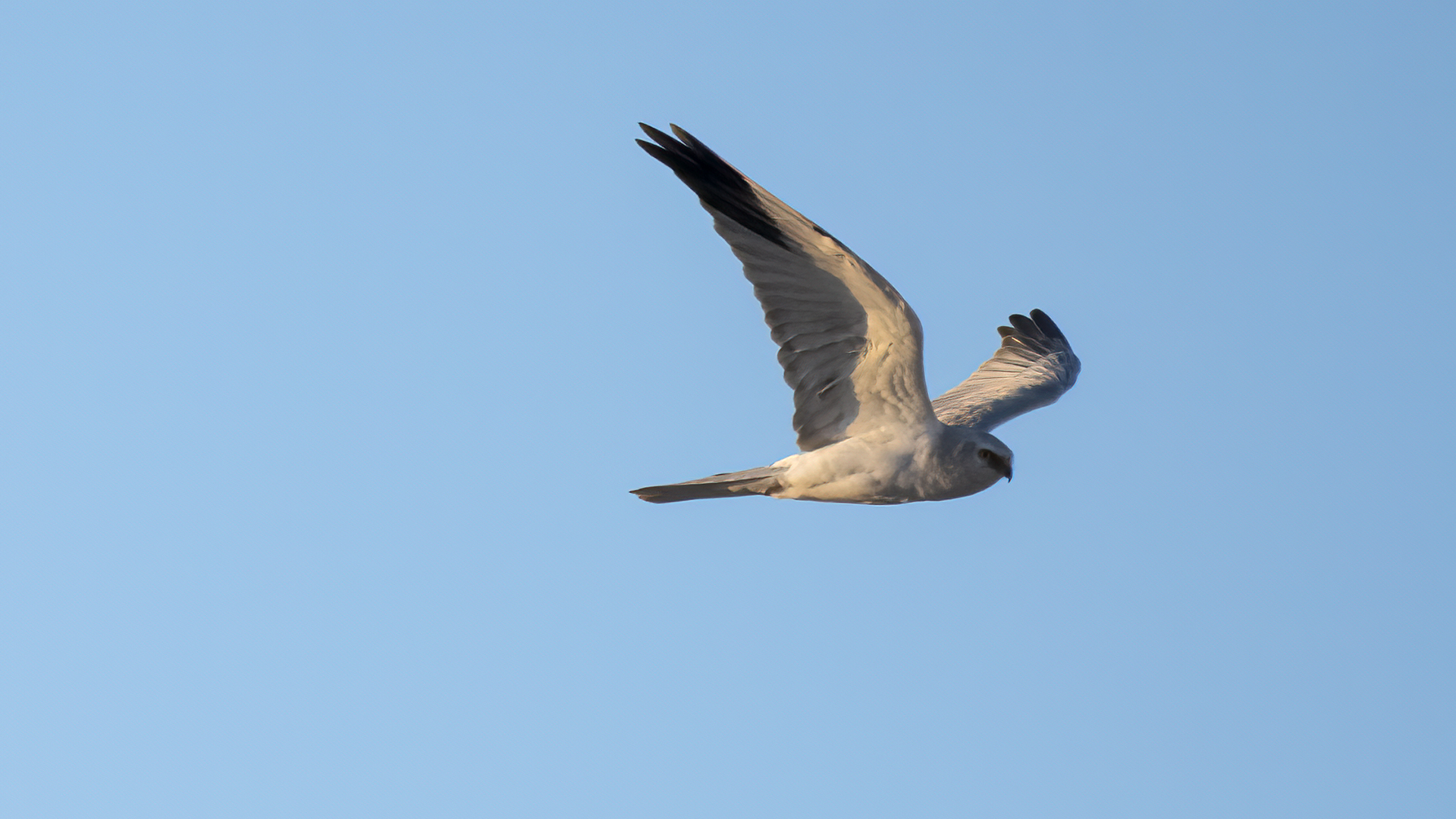 Pallid Harrier